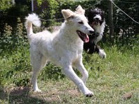 Puppys van Bliss040622-0133